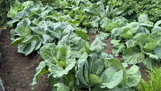 У капусты на грядке кочаны не появились — настоящая проблема для огородника: овощ надо спасать – вот как это делают опытные агрономы