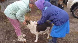 Ветеринары Чувашии призывают владельцев животных вести профилактику бешенства