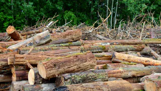 Ласковское озеро очистят от последствий пожаров уже в этом году