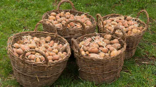 С 1 сентября за картошку на даче начнут штрафовать. Люди лишились дара речи из-за нового правила