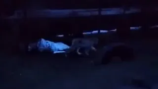 Видео: по Кадомским улицам разгуливает рысь