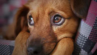 В Нижнекамске состоится концерт в пользу бездомных животных