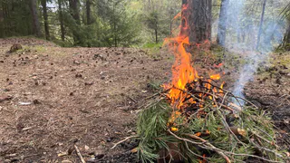 634 термические точки, но ни одного лесного пожара: итоги сезона в Татарстане