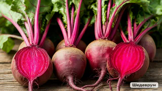 Перед посадкой свеклы — необходимо: 2 горсти в почву — и корнеплод вырастет ровным, большим и сладким