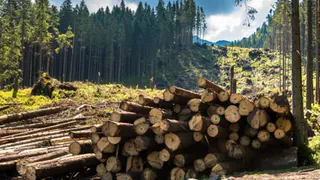 В Клетнянском районе выявлен факт незаконной вырубки леса