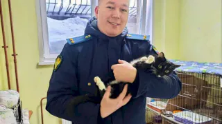 Уральские железнодорожники спасли брошенную в поезде кошку