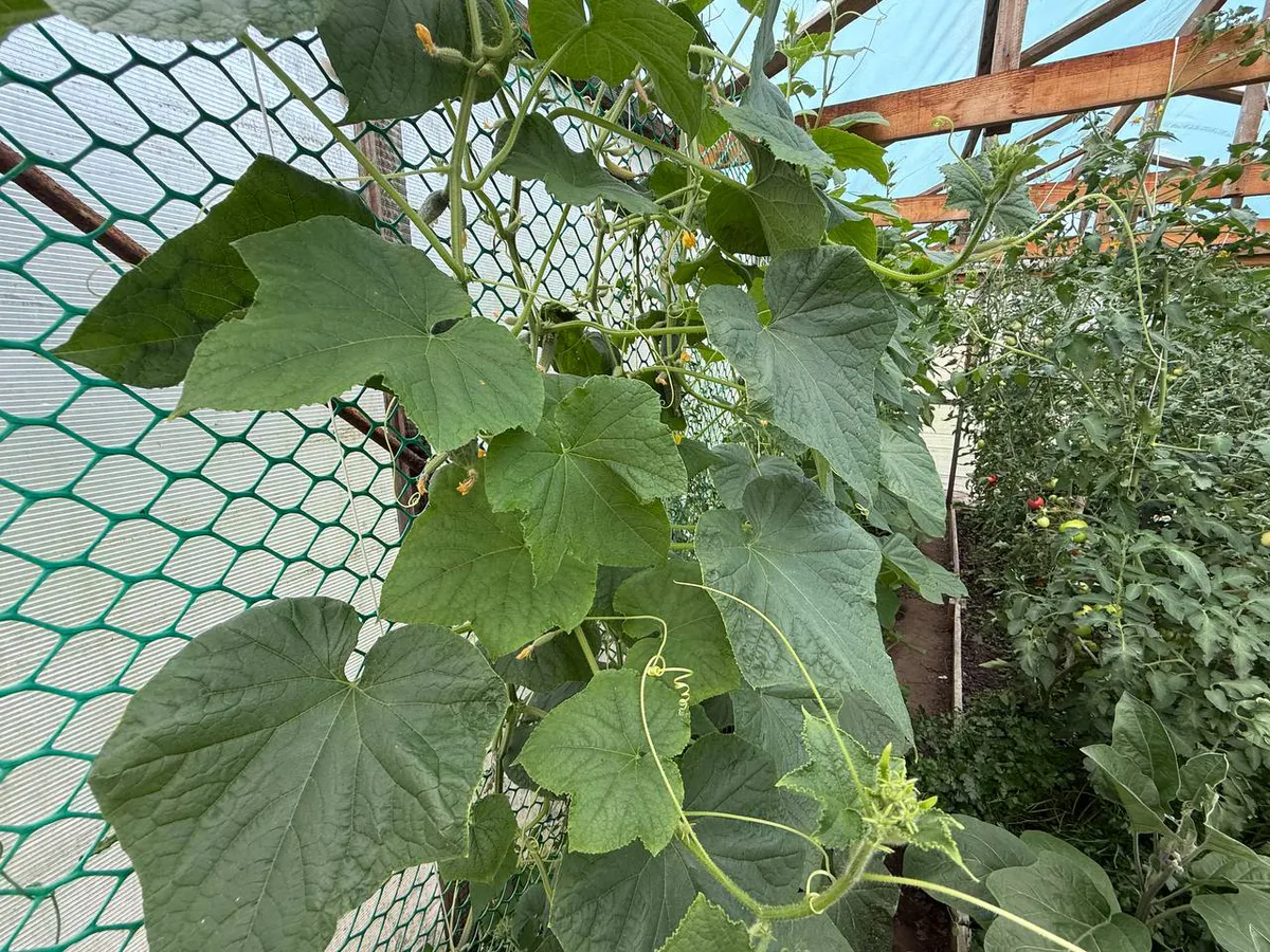 Дачники скупают семена этих огурцов пачками: хрустящие, без горечи, а плодоносят вёдрами до самых холодов

