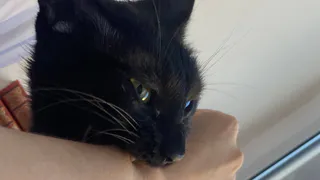 Учёные выяснили, почему кошки могут кусаться, когда их гладят - многие владельцы этого не замечают