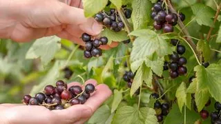 Стало известно, что опытные дачники сажают рядом с черной смородиной