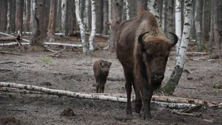 В семье зубров из нацпарка «Мещера» пополнение