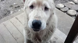 Рязанка спасла двух алабаев от неминуемой гибели