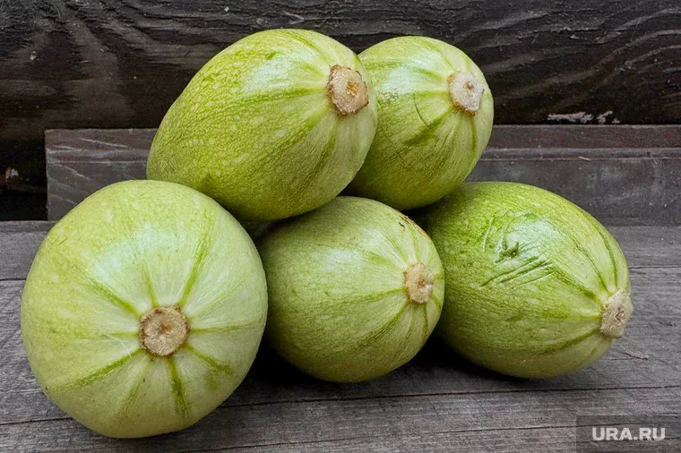 Рецепты из кабачков на зиму: простые и очень вкусные заготовки