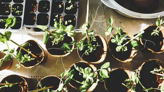 Как выбрать лучшее время для посева семян: простые и понятные примеры