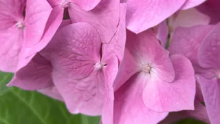 В этом году на клумбах Нижнекамска будет высажено около 12 видов растений