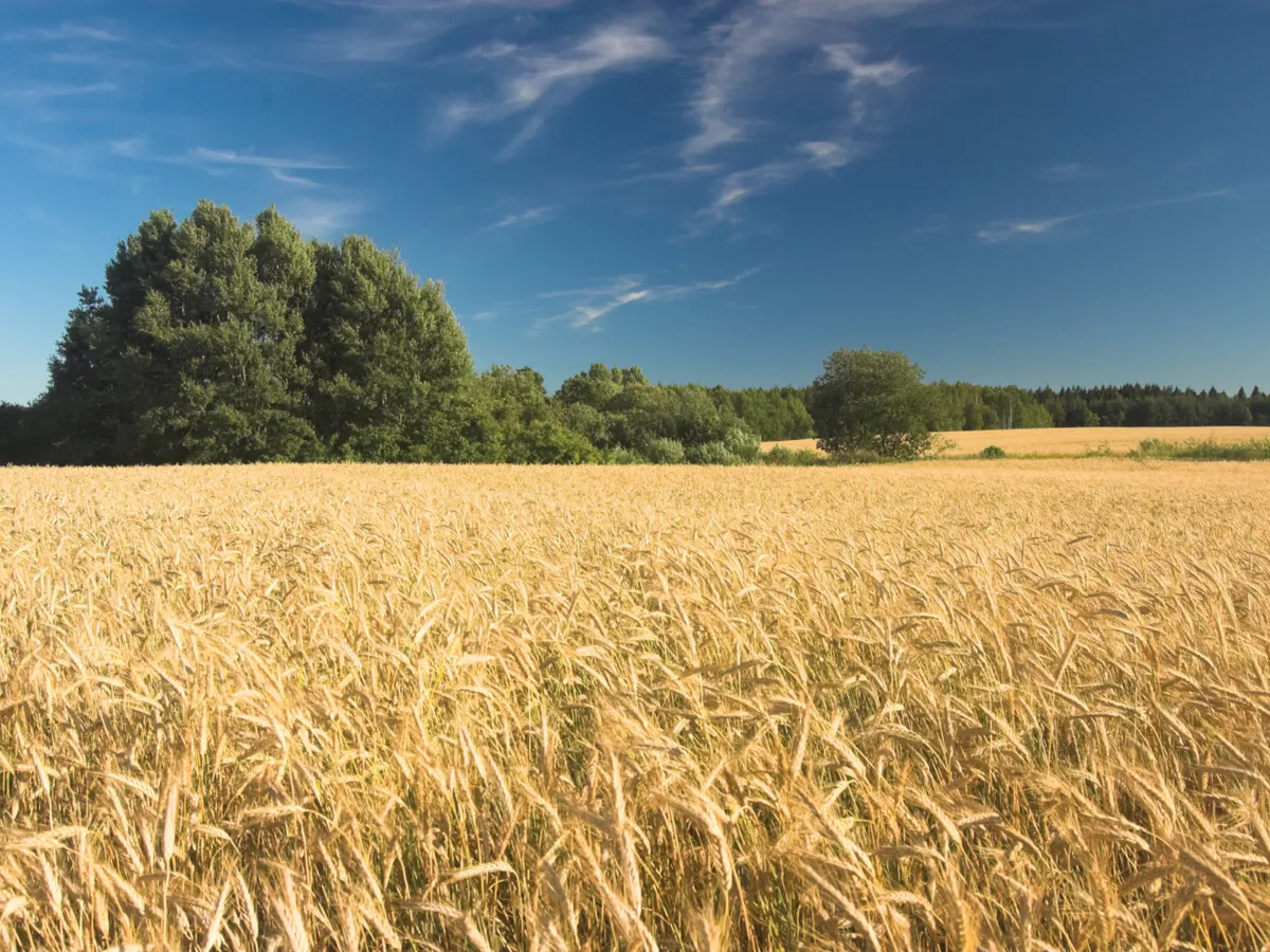 Битва за урожай: на Южном Урале озимые посевы атаковали вредители полей