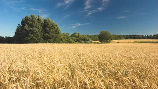 Битва за урожай: на Южном Урале озимые посевы атаковали вредители полей