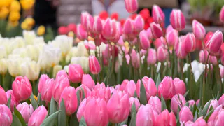 Пензенцы захотели разнообразия в выборе цветов для городских клумб