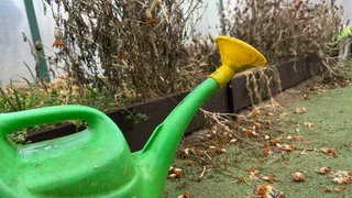 Когда и как поливать рассаду, чтобы не чахла и не вытягивалась: сделала по этому совету — и результат порадовал уже через день