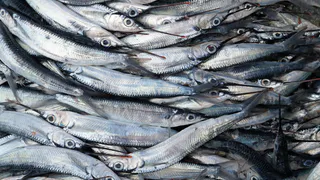 Эта рыба просто кишит паразитами: мы ее подаем на стол и даем детям. В ней нашли 10-метровых червей