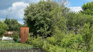 Теперь это популярное у дачников растение теперь строго запрещено выращивать: новое правило ввели для россиян с июня