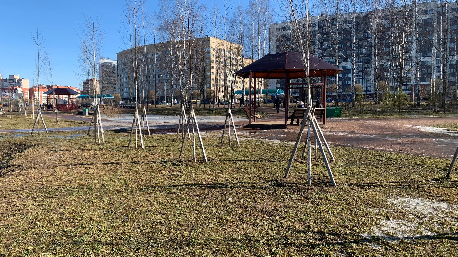 В Пензе в рамках общегородского субботника было высажено более 200 растений