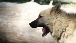 Под Рязанью бойцовых собак кормили сеном, чтобы выбрать наиболее живучих