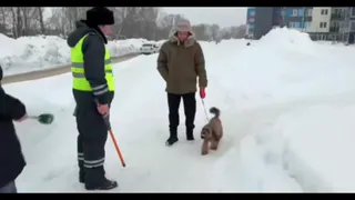 В Казани начались рейды по поиску нечипированных собак: на проверку попал даже шпиц на прогулке