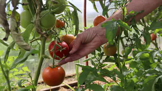 Посадила и забыла: вкуснющие томаты не требуют пасынкования и подвязки — не сорт, а чудо