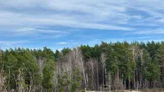 В Пензенской области благодаря акции «Сад памяти» было высажено более 60 тыс. рублей