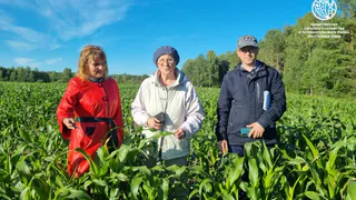 В Коми выполнили план по посеву кукурузы для силоса