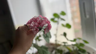 Февраль — время, когда почти все допускают промах с пеларгониями, а потом страдают из-за слабых ростков