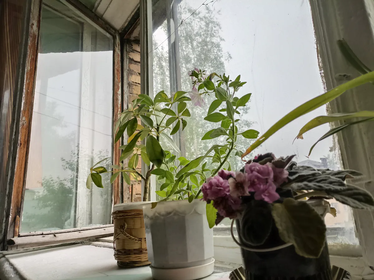 По рюмке в горшок — и герани как с выставки: кустятся и цветут на полную — даже тюльпановидная не отстаёт