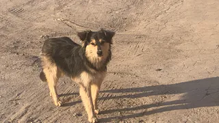 В Рязанской области чипировали уже 317 животных