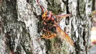 Рязанские ученые нашли в Шацком районе пятисантиметровую осу