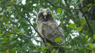 Совы над Рязанью - горожане сообщают о пернатых