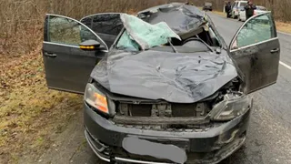 Пассажир погиб при столкновении иномарки с лосем под Стародубом