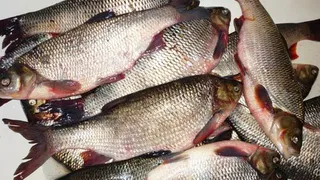 А рыбку лучше варить: в Татарстане участились случаи заражения описторхозом