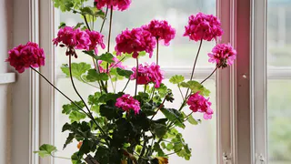 Всего 3 таблетки на литр воды, и вы не узнаете герань: без перерыва будет выпускает бутоны