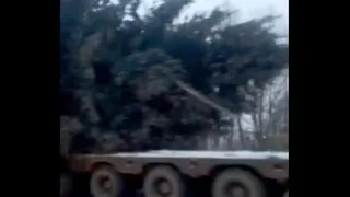 Жители Скопина пожаловались губернатору Рязанской области на срубленную ель