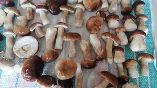 Ученые назвали самый полезный гриб: не шампиньоны и не вешенки, при этом в 2 раза лучше по пользе, чем лисички