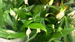 Подкормила спатифиллум 1 таблеткой — цветоносов теперь не пересчитать: лезут без остановки, хоть на букеты срезай