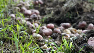 Россияне лишатся "второго хлеба": теперь за посадку картошки на даче начнут сурово штрафовать