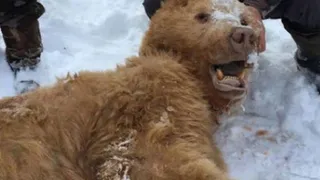 В прокуратуре объяснили причины отстрела медведя под Суземкой