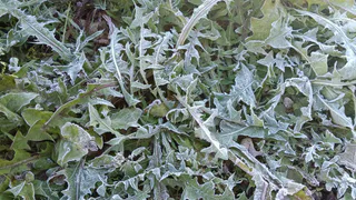 На Татарстан надвигаются заморозки