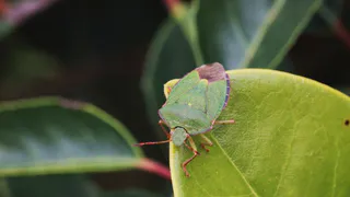 Нанесла на смородину и обалдела — даже голодная тля к кустам не приближается: защита на все 100%