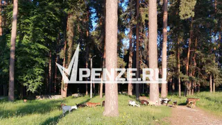 В Городищенском районе незаконно вырубили сосны