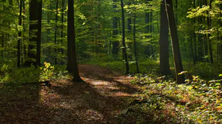 В Киржачском районе выявили нарушения закона арендатором лесного фонда