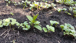 Сорняки разом завянут: разведите стакан на ведро и полейте вечером - не узнаете свой огород