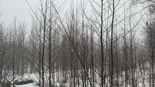 17 марта продемонстрирует в Коми капризы северной весны: от метели до +11 градусов