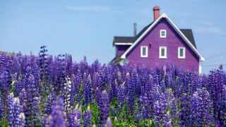 Вместо деревьев — садовые гиганты: 8 многолетников, которые создают тень и вау-эффект